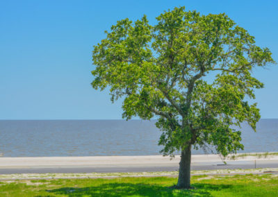 American Elm