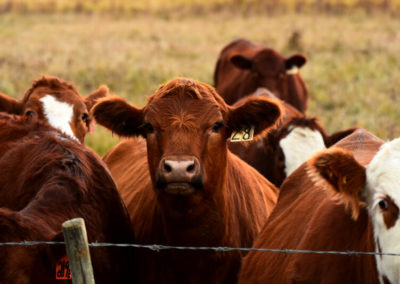 Cattle