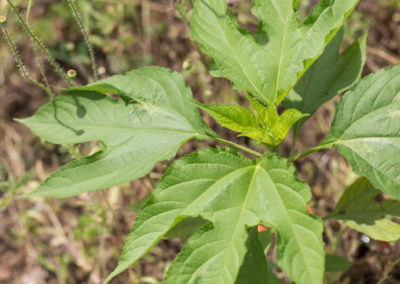 Giant Ragweed