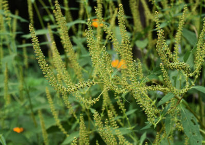 Giant Ragweed