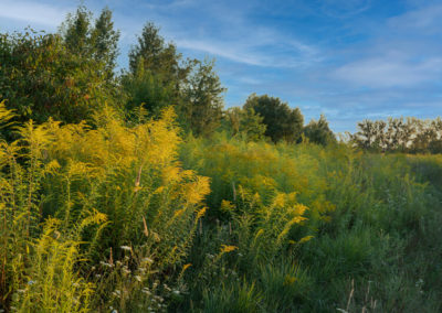 Goldenrod