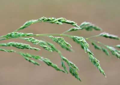 Kentucky Bluegrass