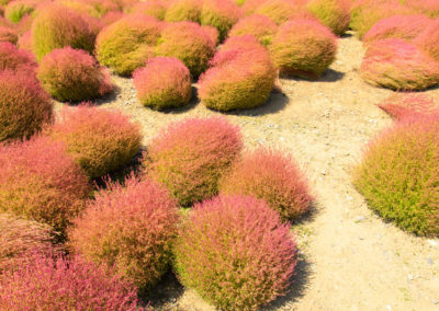 Kochia