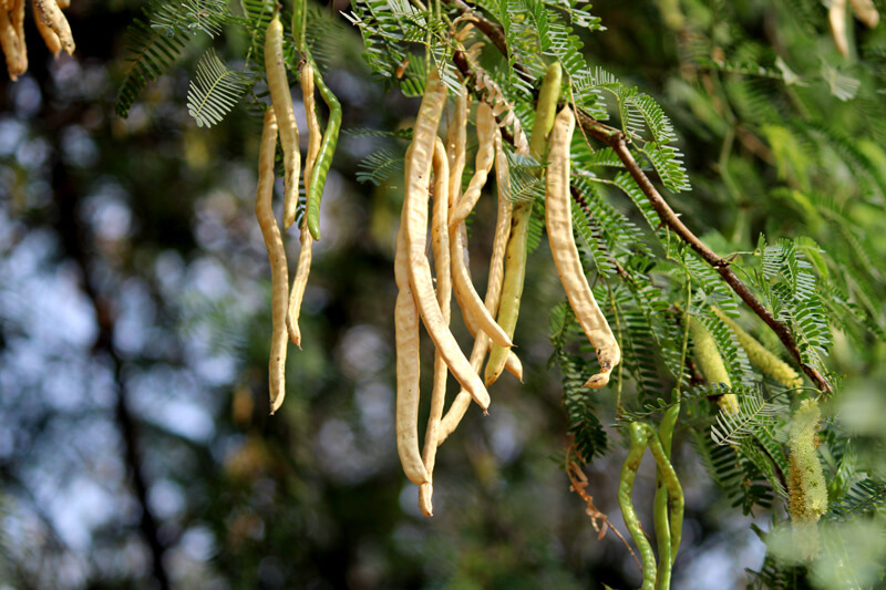 Mesquite - Pollen Walk