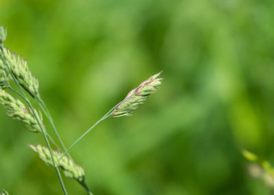 Orchard Grass