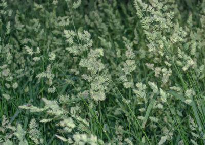 Orchard Grass