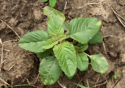 Pigweed