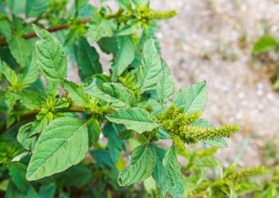 Pigweed