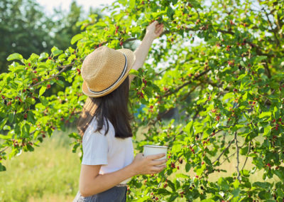 Red Mulberry