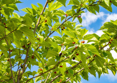 Red Mulberry