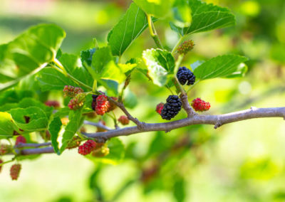 Red Mulberry