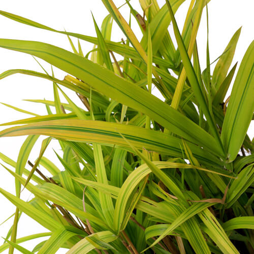 Reed Canary Grass Pollen Walk