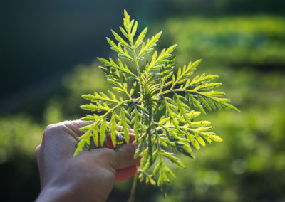 Short Ragweed