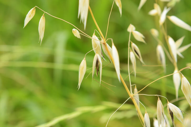 Wild Oat Pollen Walk wild-oat-pollen-walk