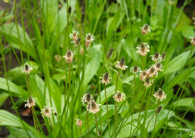 English Plantain