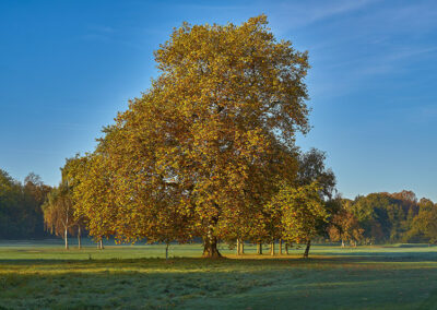 American Sycamore