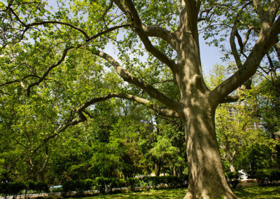 American Sycamore