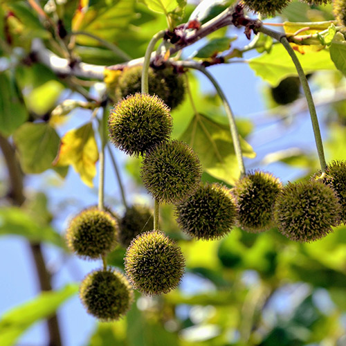 American Sycamore