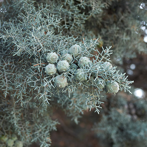 Arizona Cypress