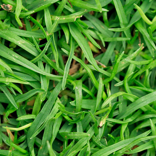 Bermuda Grass