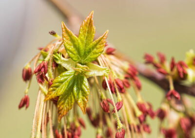 Boxelder