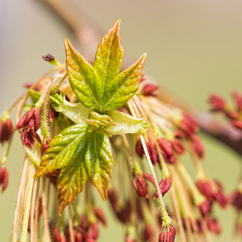 Boxelder