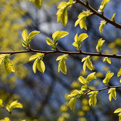 Chinese Elm