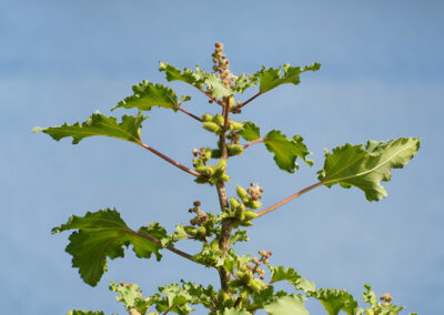 Common Cocklebur