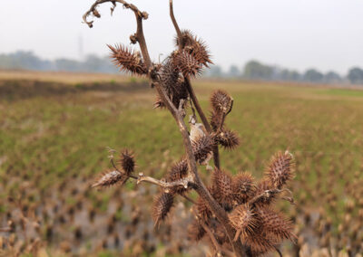 Common Cocklebur