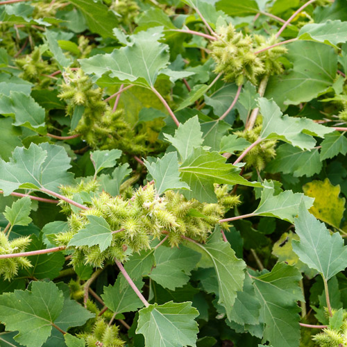 Common Cocklebur