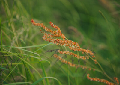 Curly Dock