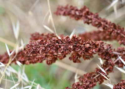 Curly Dock