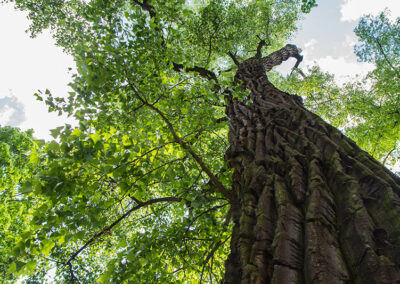 Eastern Cottonwood