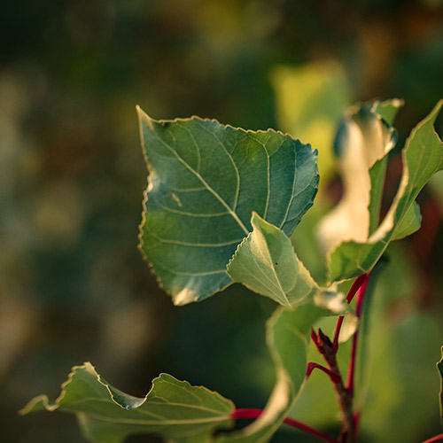 Eastern Cottonwood