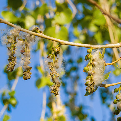 Eastern Cottonwood