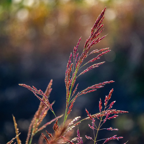 Johnson Grass