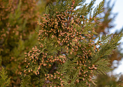 Mountain Cedar