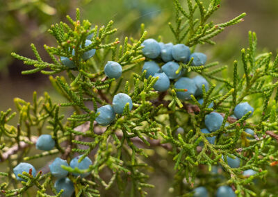 Mountain Cedar