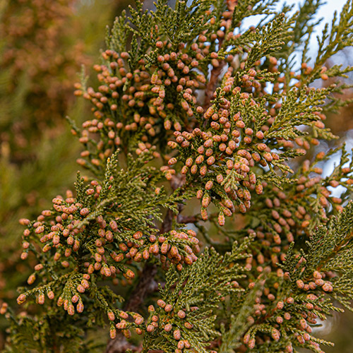 Mountain Cedar