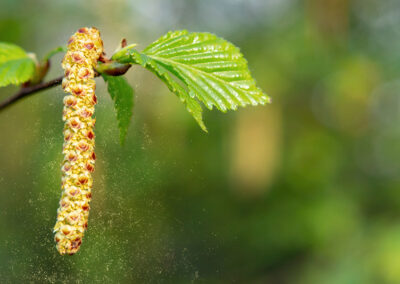 Paper Birch