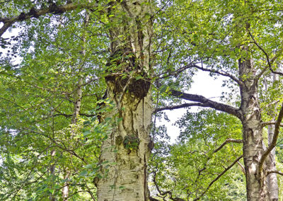 Paper Birch