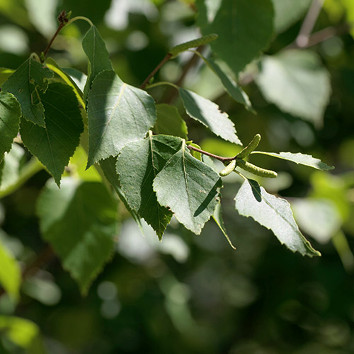 Red Alder