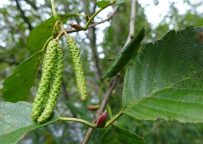 Red Alder