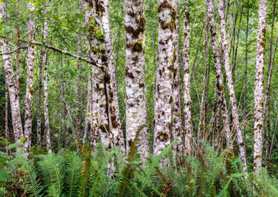 Red Alder