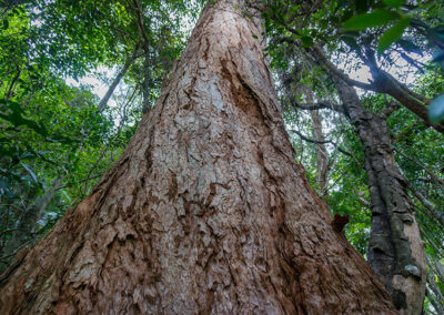 Red Cedar