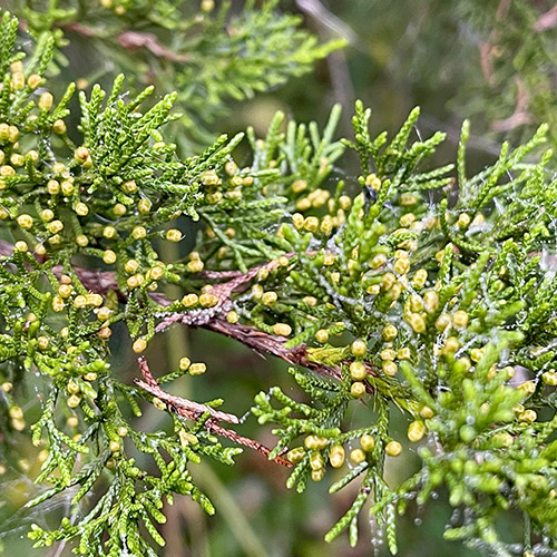 Red Cedar