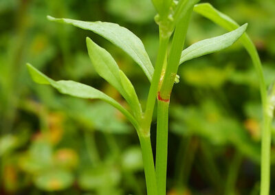 Sheep Sorrel