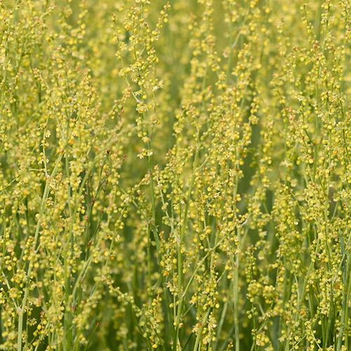 Sheep Sorrel