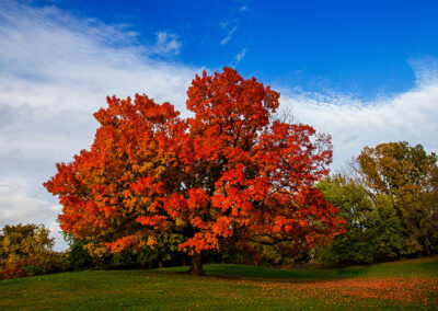 Sugar Maple