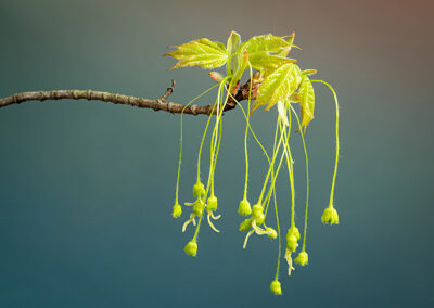 Sugar Maple